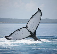 Hervey Bay Whale Watching Cruise - Hotel Gold Coast
