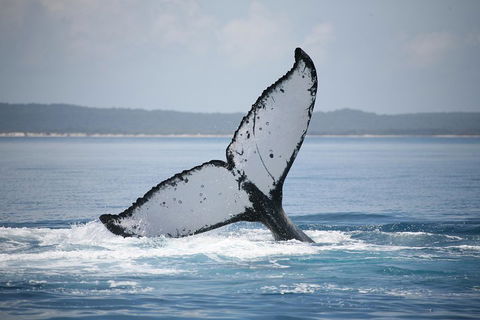 Hervey Bay Whale Watching Cruise - Hotel Gold Coast 0