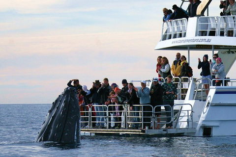 Hervey Bay Whale Watching Cruise - Hotel Gold Coast 1