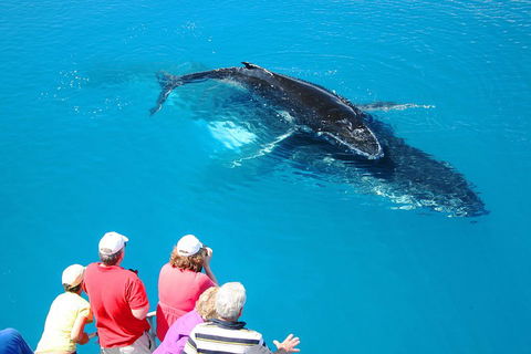 Hervey Bay Whale Watching Cruise - Hotel Gold Coast 2