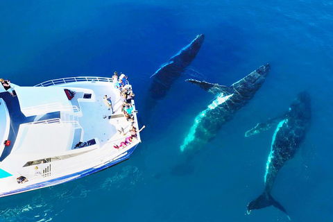 Hervey Bay Whale Watching Cruise - Hotel Gold Coast 3