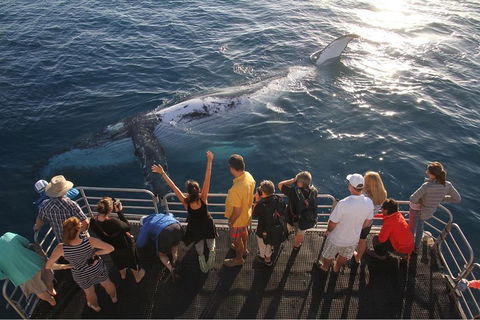 Hervey Bay Whale Watching Cruise - Hotel Gold Coast 4