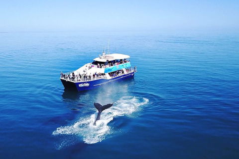 Hervey Bay Whale Watching Cruise - Hotel Gold Coast 5