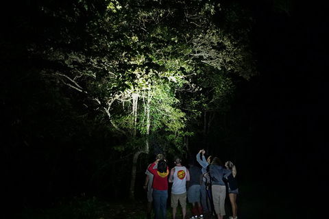 Atherton Tablelands Rain Forest By Night From Cairns - Hotel Gold Coast 2