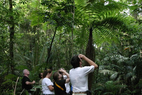 Atherton Tablelands Rain Forest By Night From Cairns - Hotel Gold Coast 3
