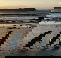 Phillip Island Penguin Parade Day Trip with Koala Conservation Reserve Visit - Hotel Gold Coast