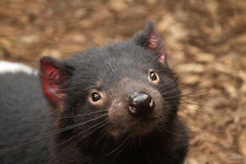 Day Tour In Mt. Field, Mt. Wellington, Bonorong Wildlife Sanctuary And Richmond - Hotel Gold Coast 4