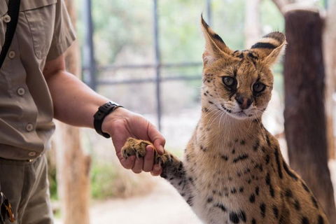African Cat Encounter At Werribee Open Range Zoo - Hotel Gold Coast 1