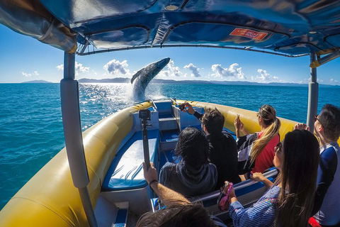 Ocean Rafting Tour To Whitehaven Beach, Hill Inlet Lookout & Top Snorkel Spots - Hotel Gold Coast 4