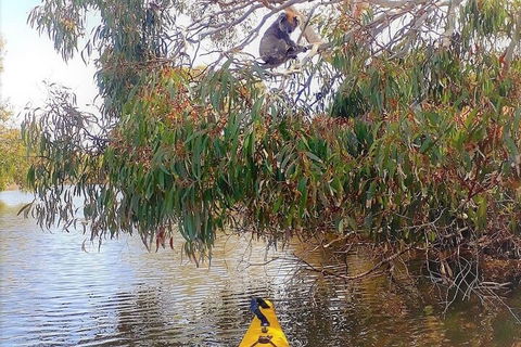 Kangaroo Island Self-Guided Kayaking On The Harriet River - Hotel Gold Coast 4