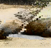 Phillip Island Penguin Parade Brighton Bathing Boxes and Wildlife Park Tour - Hotel Gold Coast
