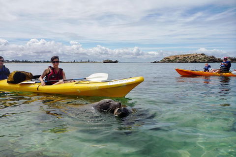 Seal Island And Penguin Island Or Point Peron Sea Kayak Tour - Hotel Gold Coast 0