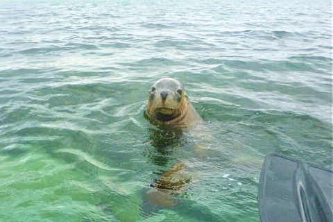 Seal Island And Penguin Island Or Point Peron Sea Kayak Tour - Hotel Gold Coast 1