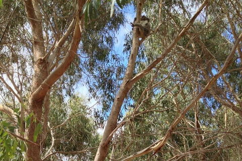Kangaroo Island 4WD Tour - Best Of KI In 2 Days - Hotel Gold Coast 0