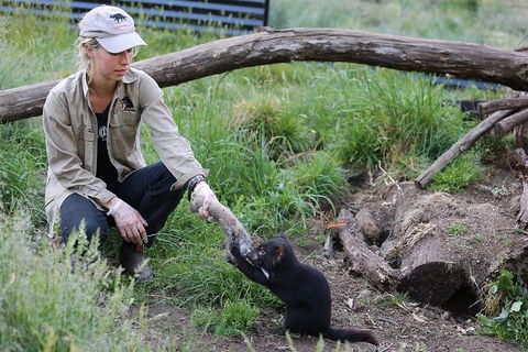 After Dark Tasmanian Devil Feeding Tour At Cradle Mountain - Hotel Gold Coast 1