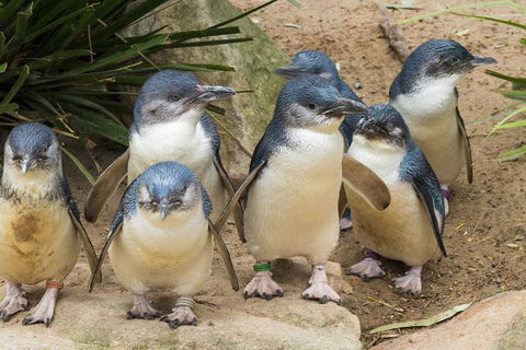 Healesville Sanctuary And Phillip Island Wildlife Bus Tour - Hotel Gold Coast 2