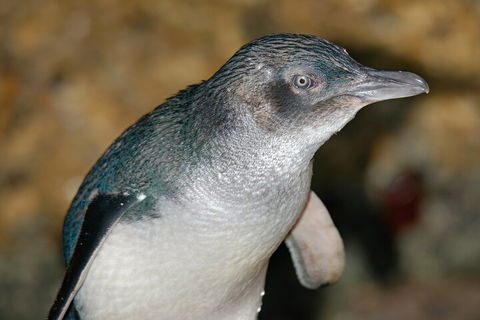 Healesville Sanctuary And Phillip Island Wildlife Bus Tour - Hotel Gold Coast 4