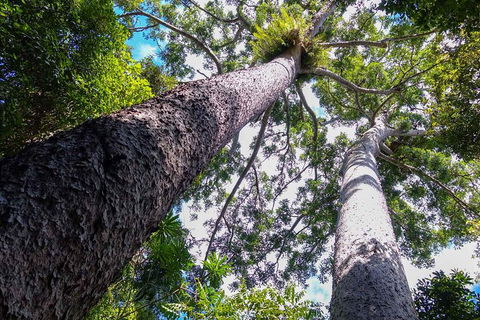 Paronella Park And Millaa Millaa Falls Full-day Tour From Cairns - Hotel Gold Coast 1