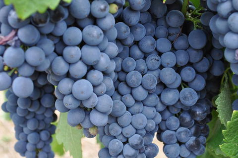 Barossa Valley Cellar Doors Luxury Wine Tour - Hotel Gold Coast 4