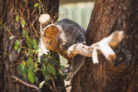 Phillip Island Medium Size Group Tour - Hotel Gold Coast 1