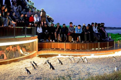 Phillip Island Medium Size Group Tour - Hotel Gold Coast 3