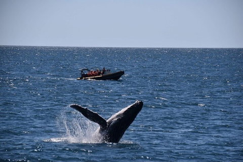 Adventure Whale Watching Tour Mooloolaba - Hotel Gold Coast 1