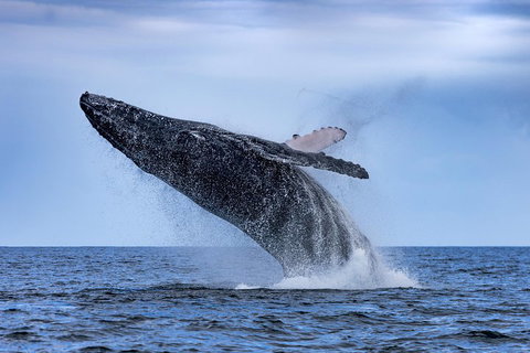 Adventure Whale Watching Tour Mooloolaba - Hotel Gold Coast 2