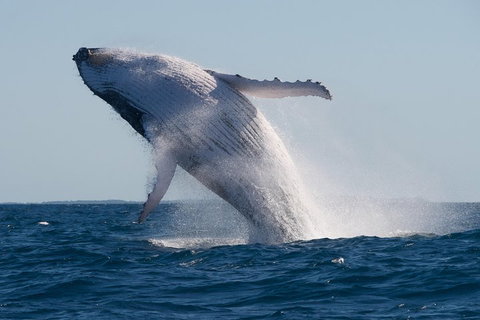 Adventure Whale Watching Tour Mooloolaba - Hotel Gold Coast 5