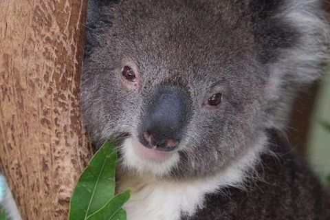 All Inclusive Blue Mountains Small-Group Day Trip From Sydney - Hotel Gold Coast 1