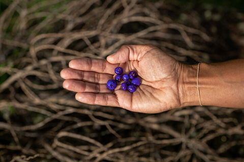 Cape Byron Aboriginal Tour - Hotel Gold Coast 0