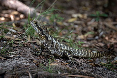 Cape Byron Aboriginal Tour - Hotel Gold Coast 3