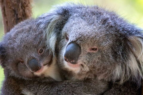 Half-Day Or Full-Day Tour With Private Guide From Melbourne - Hotel Gold Coast 1