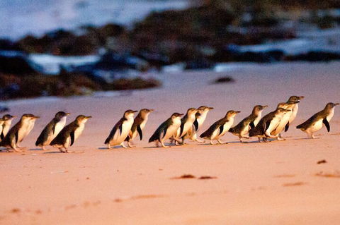 Half-Day Or Full-Day Tour With Private Guide From Melbourne - Hotel Gold Coast 5
