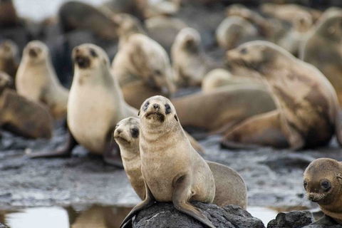 Puffing Billy, Wildlife Sanctuary & Penguins Day Tour From Melbourne - Hotel Gold Coast 0