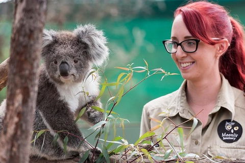 Puffing Billy, Wildlife Sanctuary & Penguins Day Tour From Melbourne - Hotel Gold Coast 3