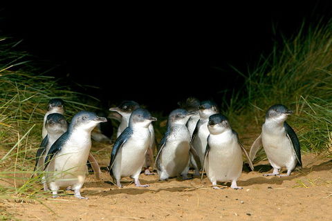 Puffing Billy, Wildlife Sanctuary & Penguins Day Tour From Melbourne - Hotel Gold Coast 4