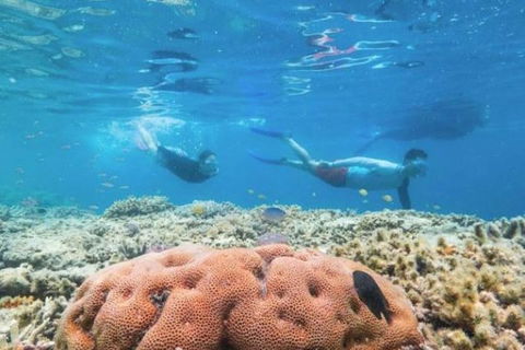 Great Barrier Reef Day Cruise To Reefworld - Hotel Gold Coast 1