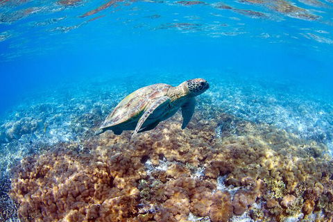 Great Barrier Reef Day Cruise To Reefworld - Hotel Gold Coast 5
