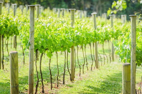 Deluxe Winery Tour To Tamborine Mountain, Includes Gourmet Two Course Lunch - Hotel Gold Coast 5