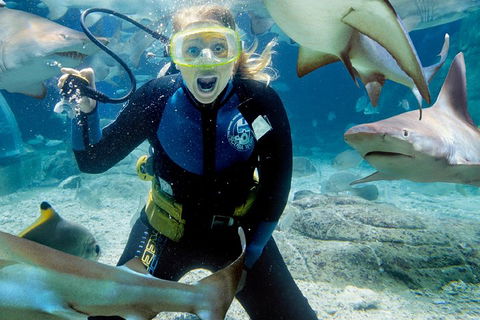 Shark Dive Experience At SEA LIFE Melbourne Aquarium - Hotel Gold Coast 0
