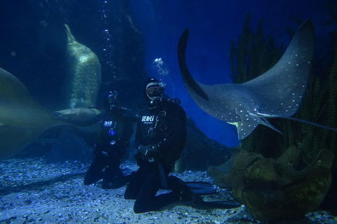 Shark Dive Experience At SEA LIFE Melbourne Aquarium - Hotel Gold Coast 1