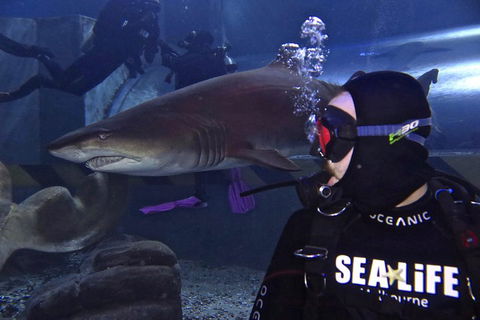 Shark Dive Experience At SEA LIFE Melbourne Aquarium - Hotel Gold Coast 2