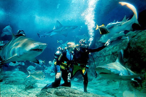 Shark Dive Experience At SEA LIFE Melbourne Aquarium - Hotel Gold Coast 3