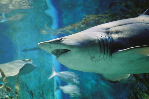Shark Dive Experience At SEA LIFE Melbourne Aquarium - Hotel Gold Coast 4