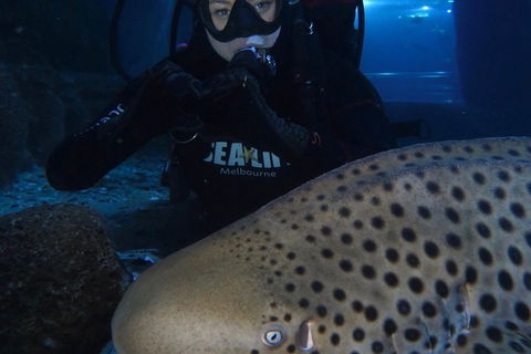 Shark Dive Experience At SEA LIFE Melbourne Aquarium - Hotel Gold Coast 5