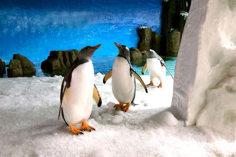 Penguin Passport At SEA LIFE Melbourne Aquarium - Hotel Gold Coast 1