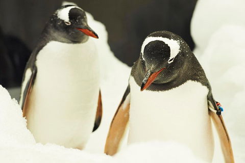 Penguin Passport At SEA LIFE Melbourne Aquarium - Hotel Gold Coast 2