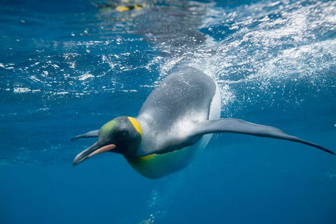 Penguin Passport At SEA LIFE Melbourne Aquarium - Hotel Gold Coast 3