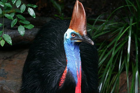 Cape Tribulation, Daintree Rainforest And Wildlife Tour - Hotel Gold Coast 5