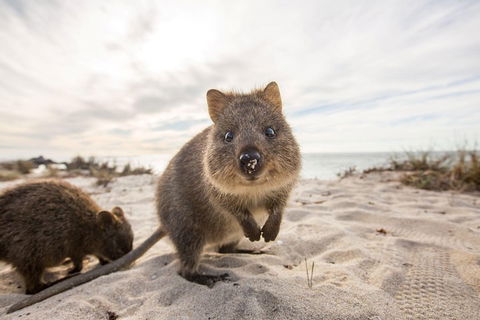 Rottnest Bayseeker Bus Tour From Hillarys Boat Harbour - Hotel Gold Coast 1